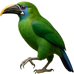 Groove-billed Toucanet